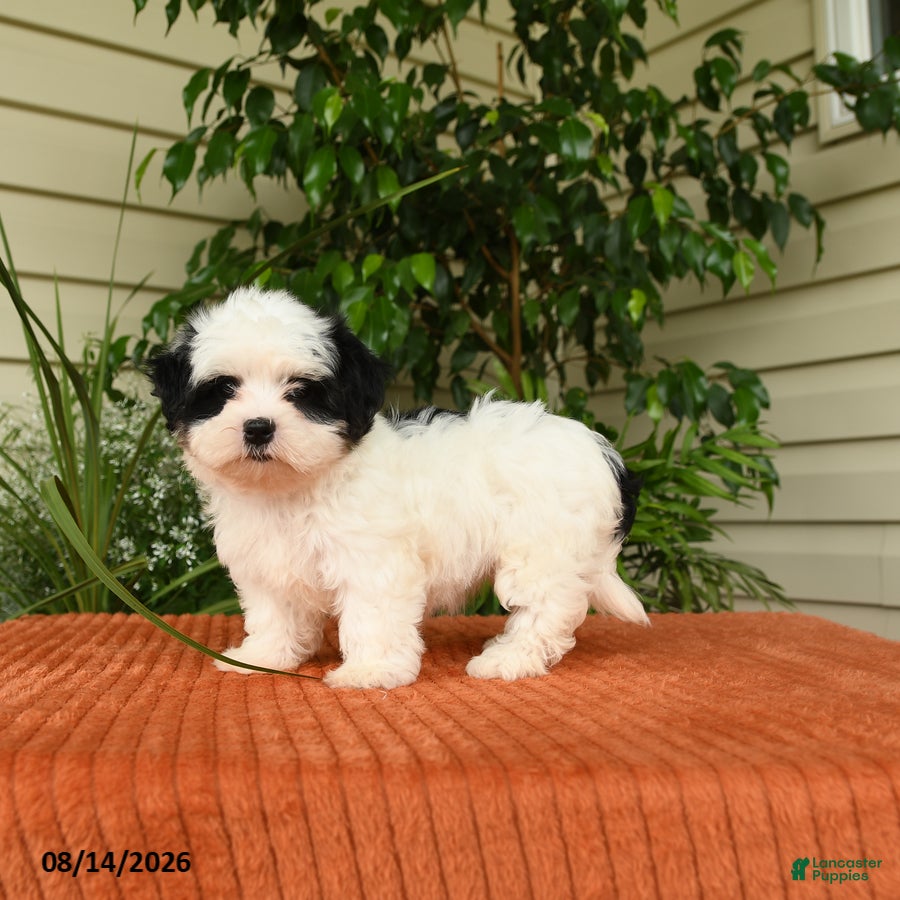 Malshi dogs Montie - Ad 2
