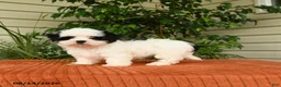 Malshi dogs for sale: Montie - Ad 2