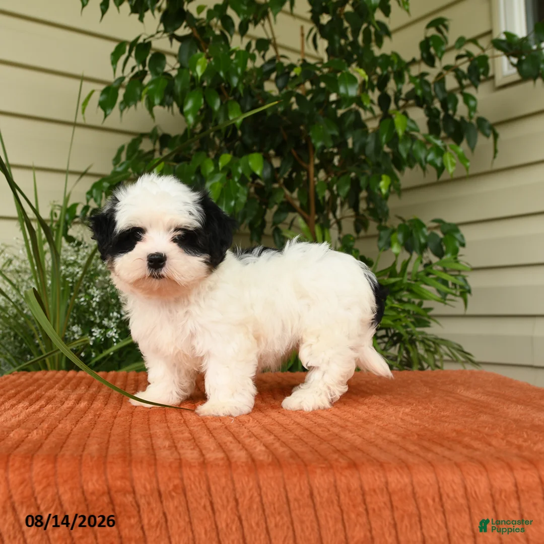 Malshi dogs for sale: Montie - Ad 2