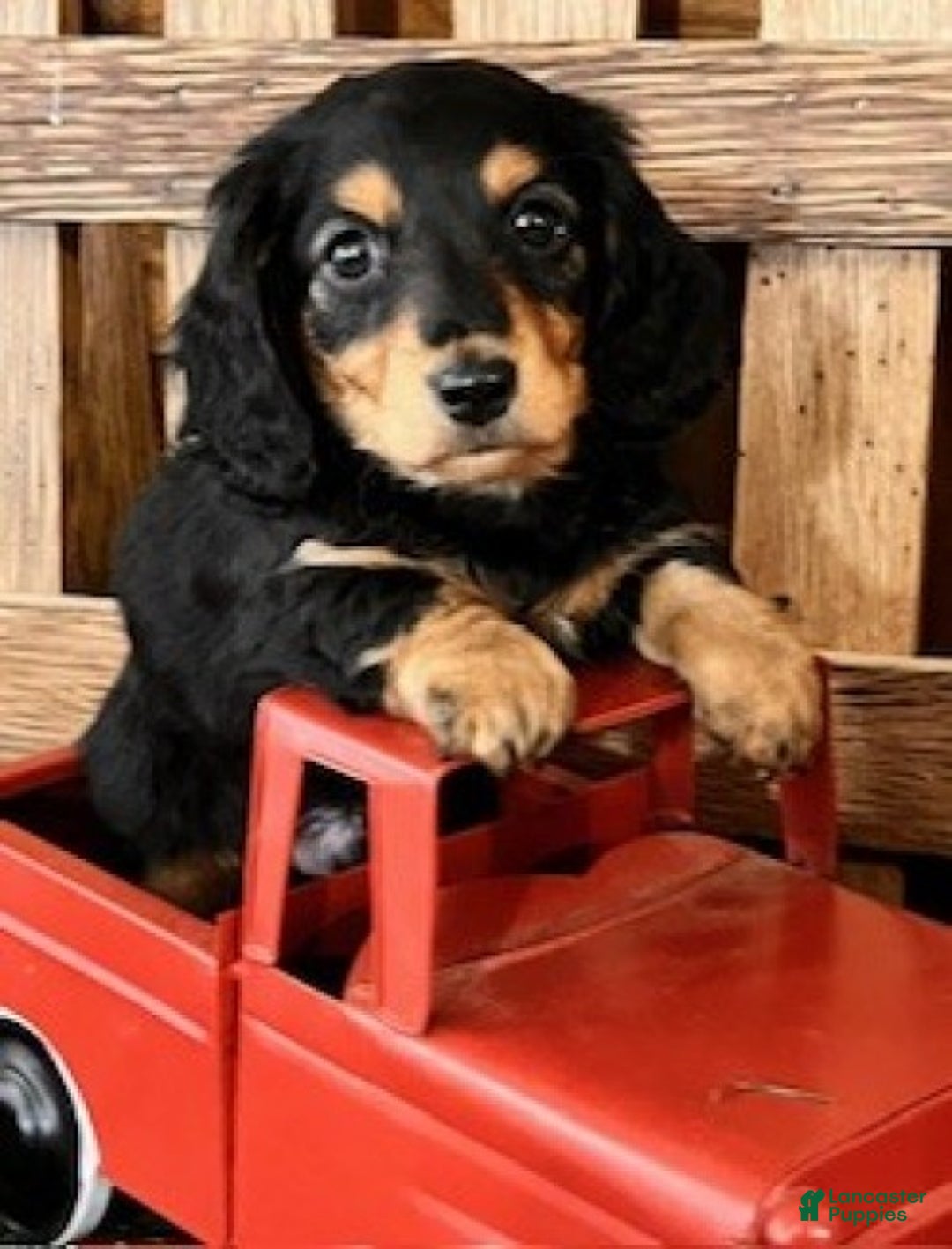 Miniature Dachshund dogs for sale: Tanner - Ad 5