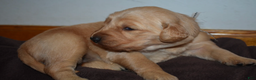 Golden Retriever dogs for sale: Ranger - Ad 12