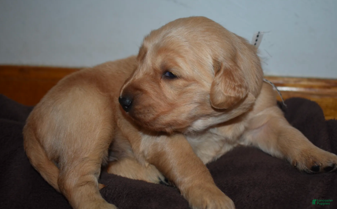 Golden Retriever dogs for sale: Ranger - Ad 12