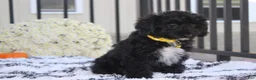 Yorkiepoo dogs for sale: Ranger  - Ad 11