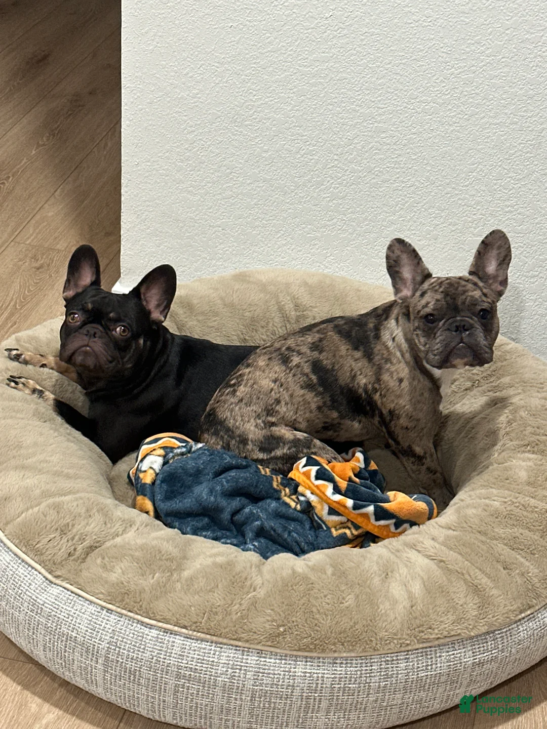 French Bulldog dogs for stud: Bubba  - Ad 2