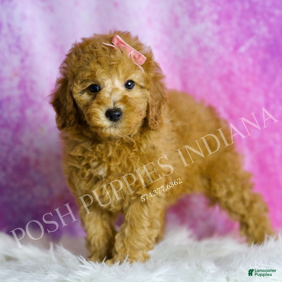 Miniature Poodle dogs for sale: Mango - Ad 1