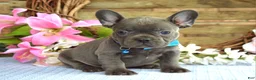 French Bulldog dogs for sale: Freddy - Ad 3