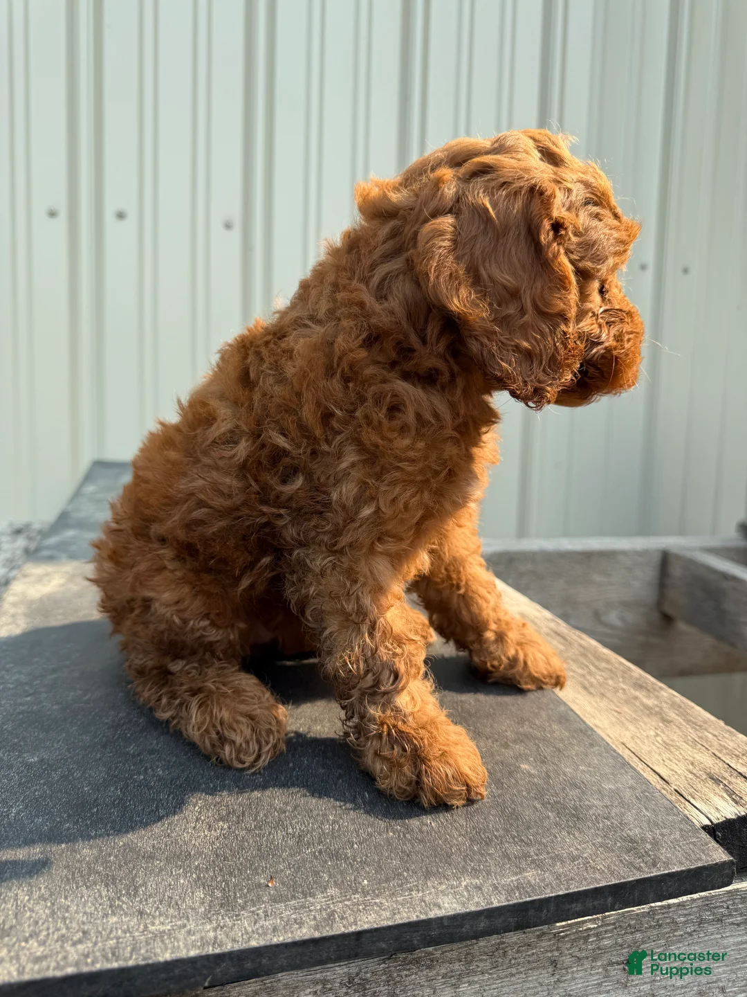 Cockapoo dogs for sale: Cherie - Ad 2
