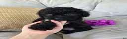 Shihpoo dogs for sale: Lucy - Ad 3