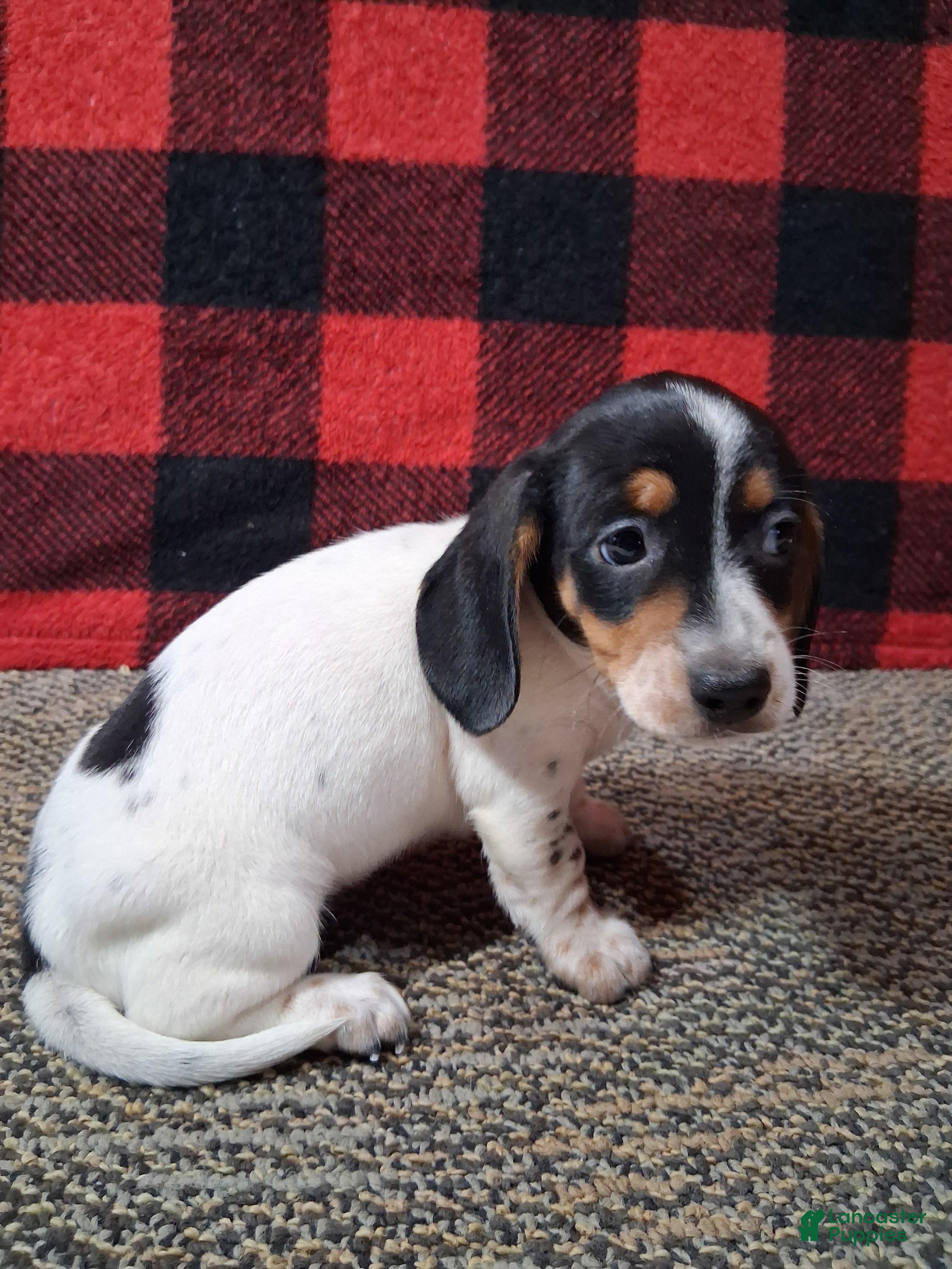 Miniature Dachshund dogs Skylar - Ad 17