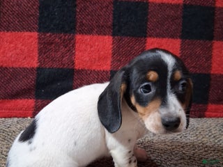 Miniature Dachshund dogs Skylar - Ad 5