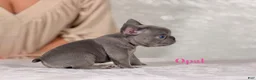 French Bulldog dogs for sale: Opal - Ad 2