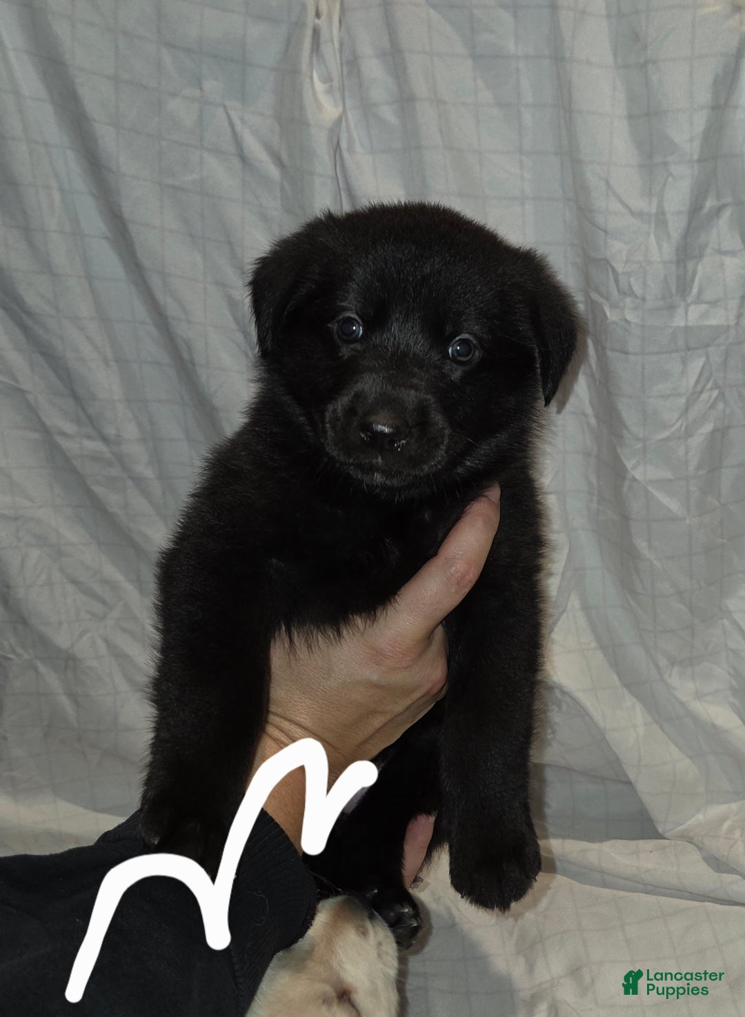 Mixed Breed dogs for sale: Golden shepherd white - Ad 1