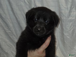 Mixed Breed dogs Golden shepherd white - Ad 38