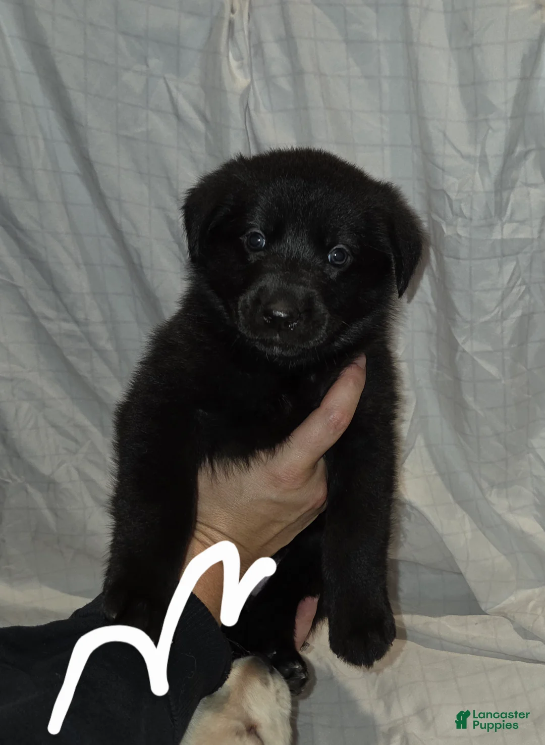 Mixed Breed dogs for sale: Golden shepherd white - Ad 4