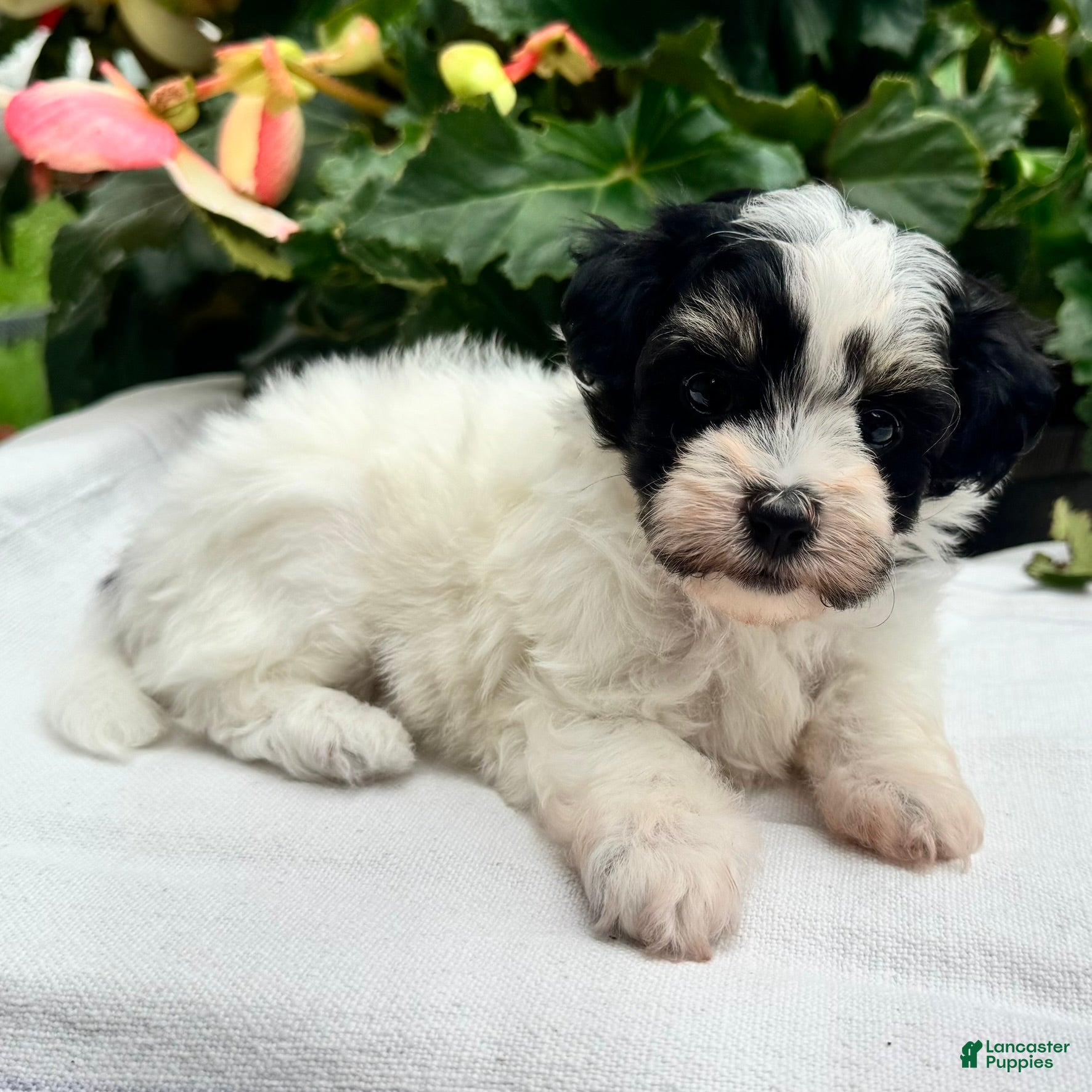 Havapoo dogs Betsy - Ad 1