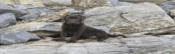 Labrador Retriever dogs for sale: Samantha Labrador Retriever  - Ad 17