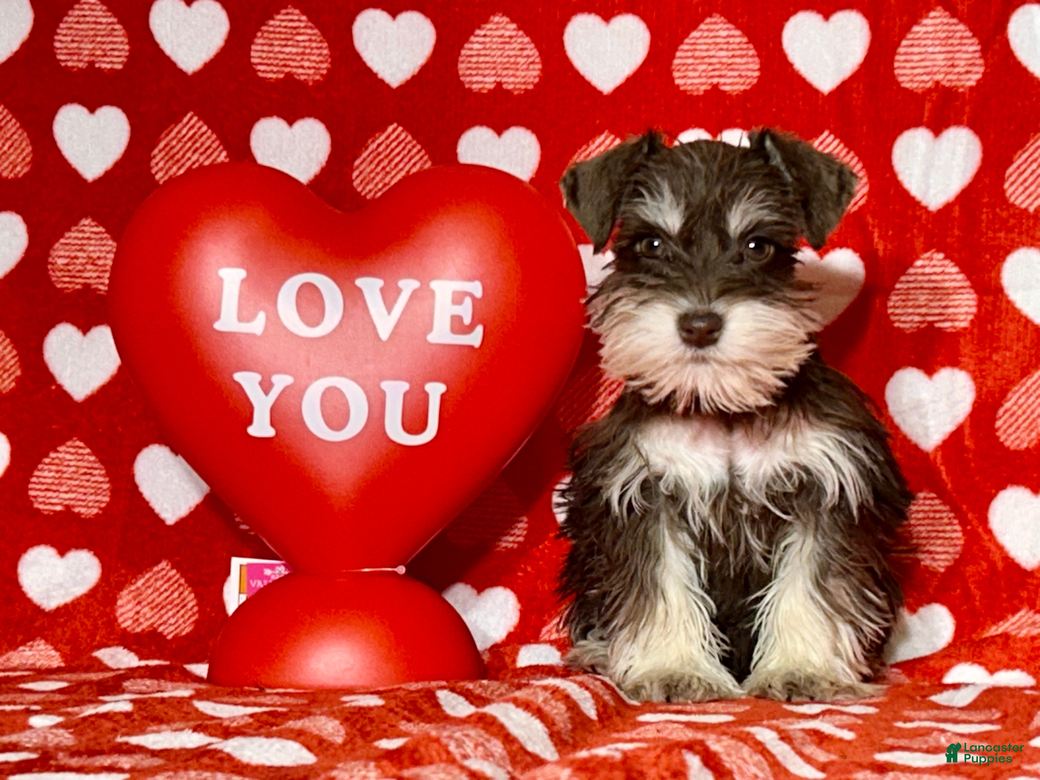 Miniature Schnauzer dogs Bella - Ad 9