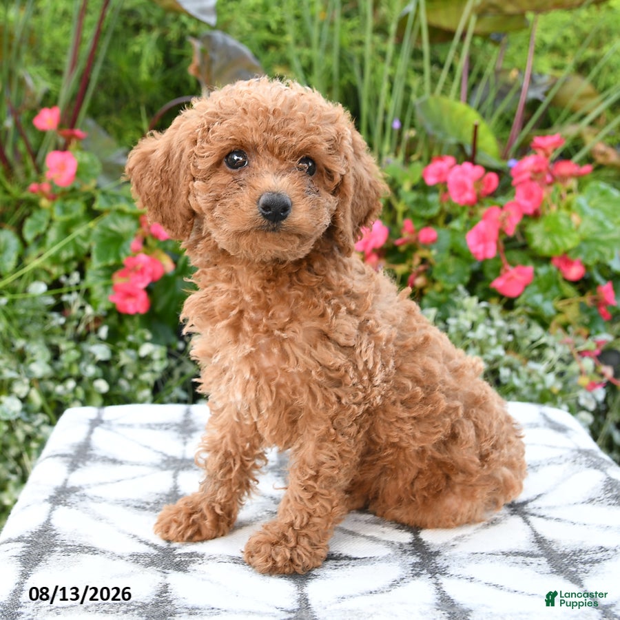 Toy Poodle dogs Ayla - Ad 2