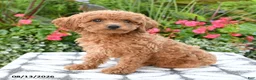 Toy Poodle dogs for sale: Ayla - Ad 2