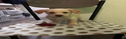 Chipoo dogs for sale: Chipoo  - Ad 6