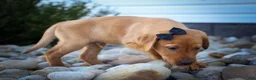 Labrador Retriever dogs for sale: NORMAN - Ad 3