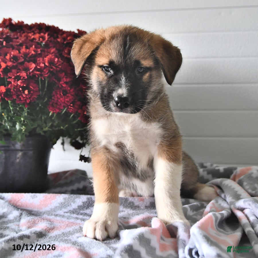 Mixed Breed dogs Samson - Ad 1