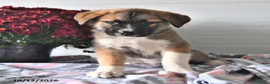 Samson
