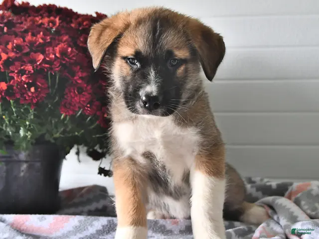 Mixed Breed dogs for sale: Samson - Ad 1