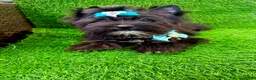 Yorkshire Terrier dogs for sale: Black male  - Ad 7