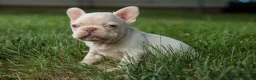 French Bulldog dogs for sale:  Rosa💖 - Ad 3
