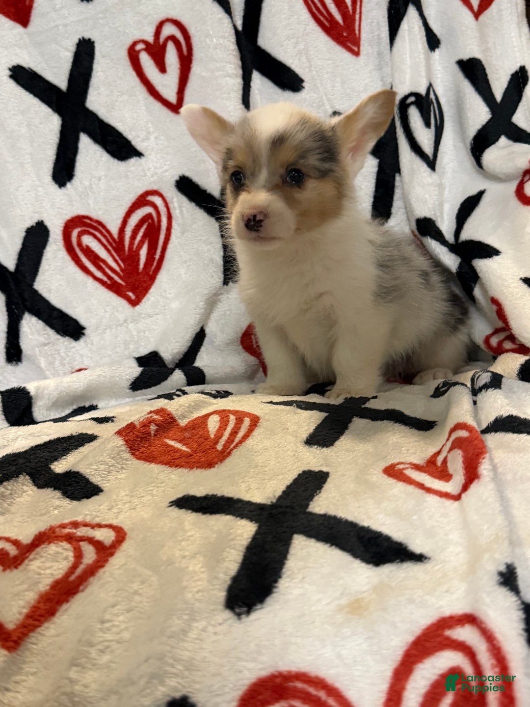 Welsh Corgi Pembroke dogs for sale: Bailey - Ad 3