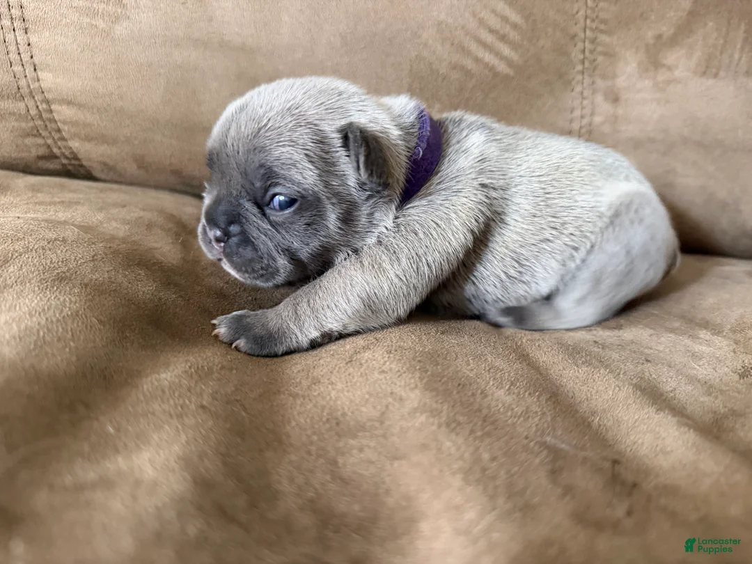 French Bulldog dogs for sale: French Bulldog Puppy 4 - Ad 1