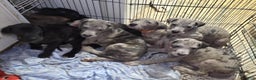 Great Dane dogs for sale: Great Dane Puppy 1 - Ad 9