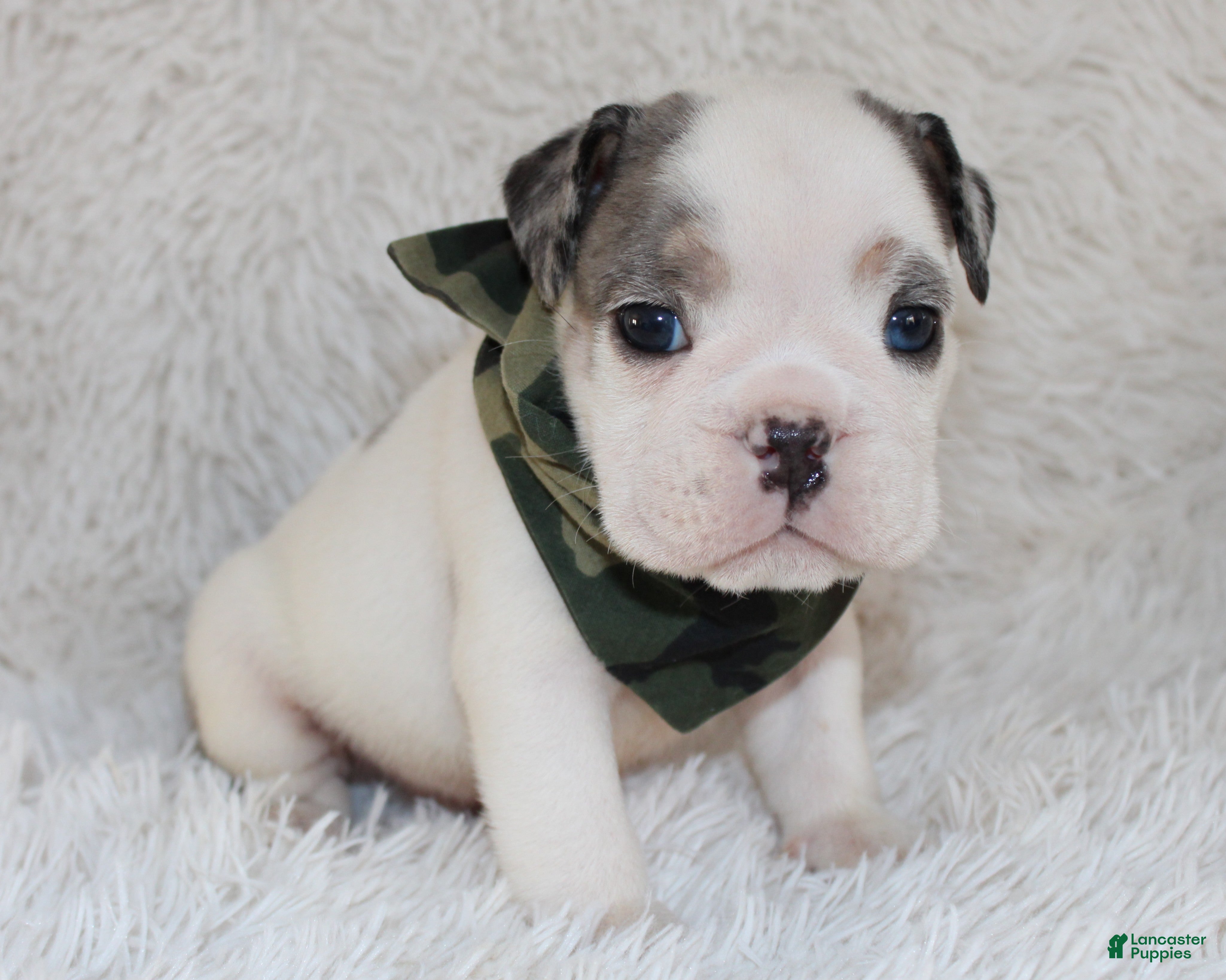 English Bulldog dogs AKC Olaf - Ad 31