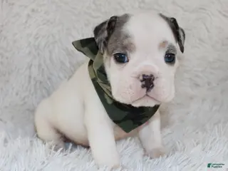 English Bulldog dogs AKC Olaf - Ad 31