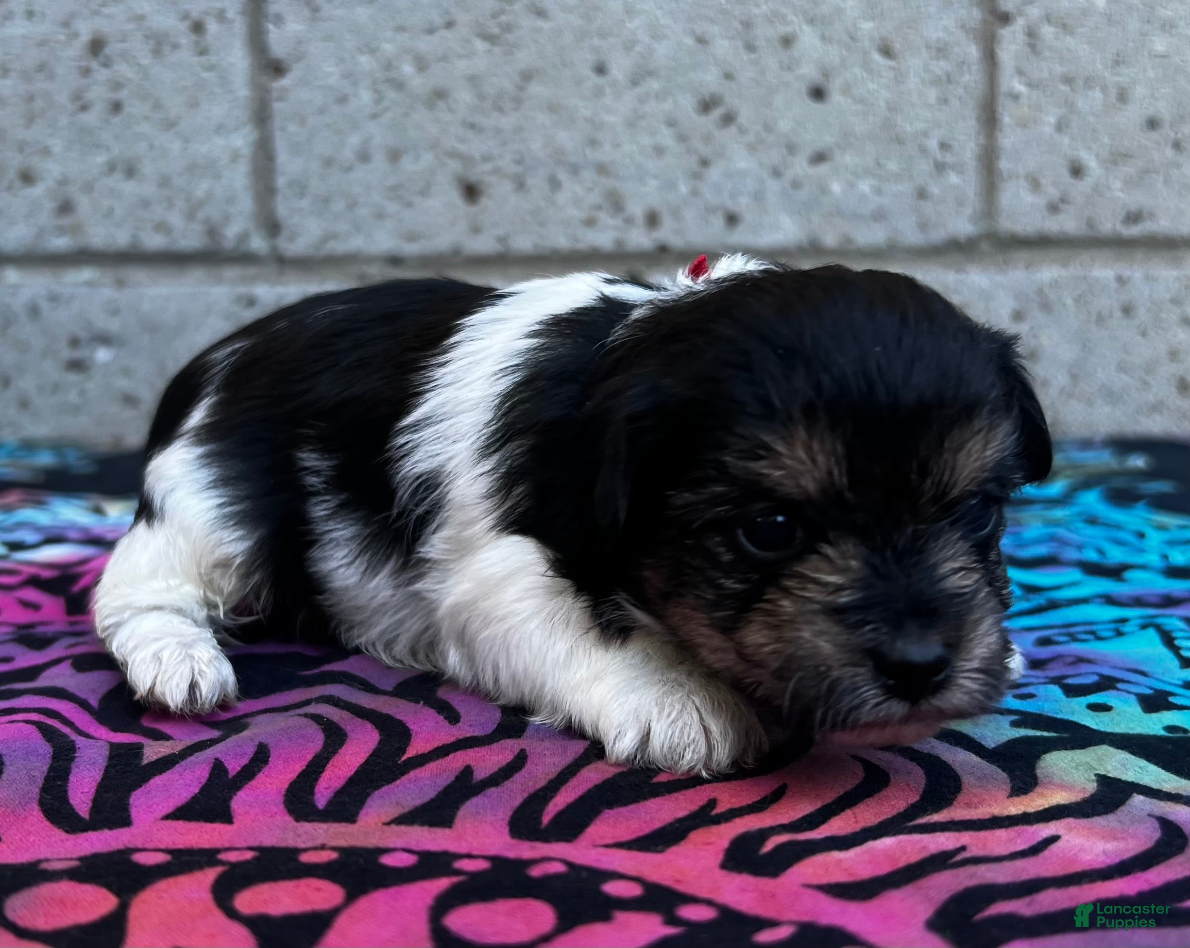 Yorkiepoo dogs Clyde - Ad 3