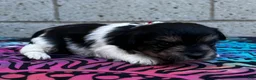 Yorkiepoo dogs for sale: Clyde - Ad 1