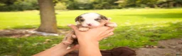 Mini Bernedoodle dogs for sale: Harvest F1 Mini Bernedoodle  - Ad 10
