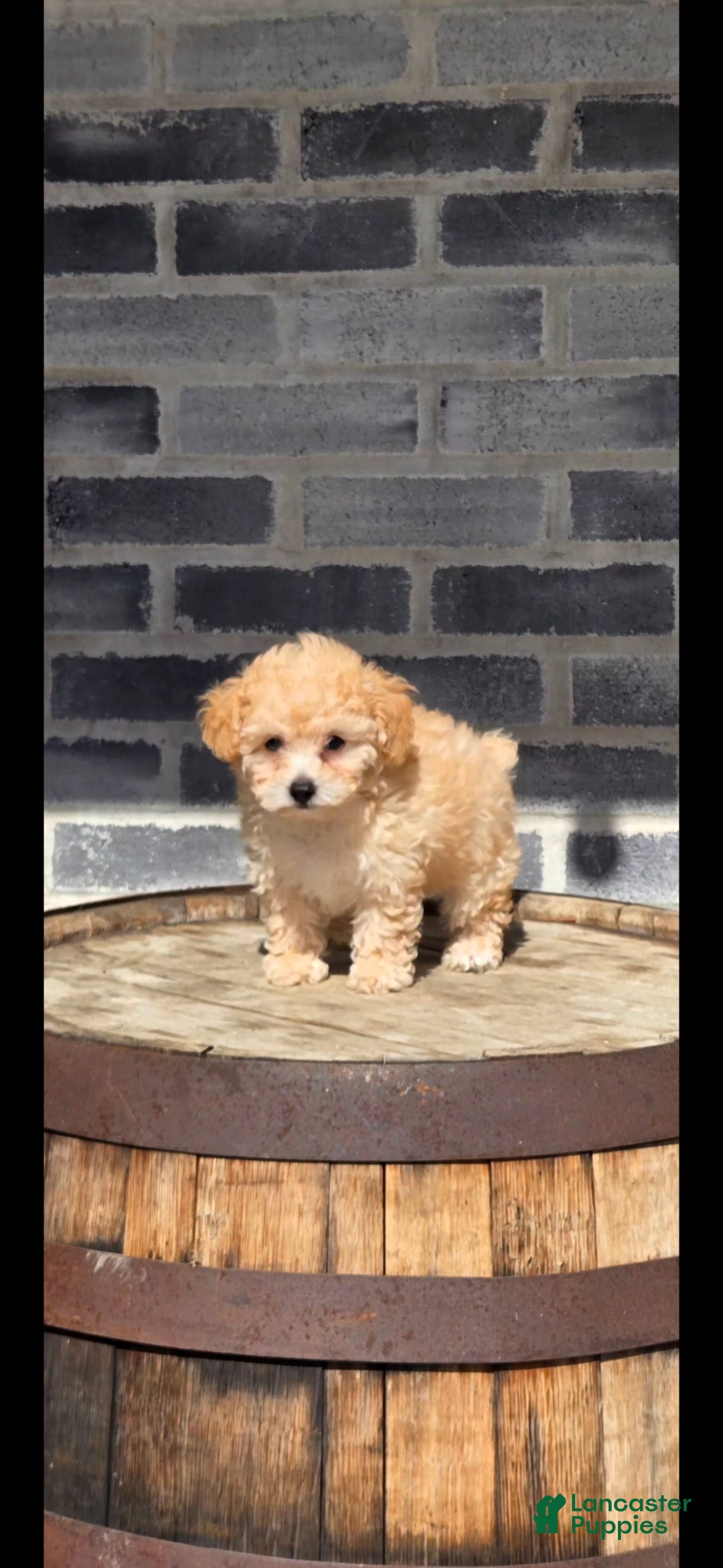 Toy Poodle dogs Toy Poodle Puppy 2 - Ad 2