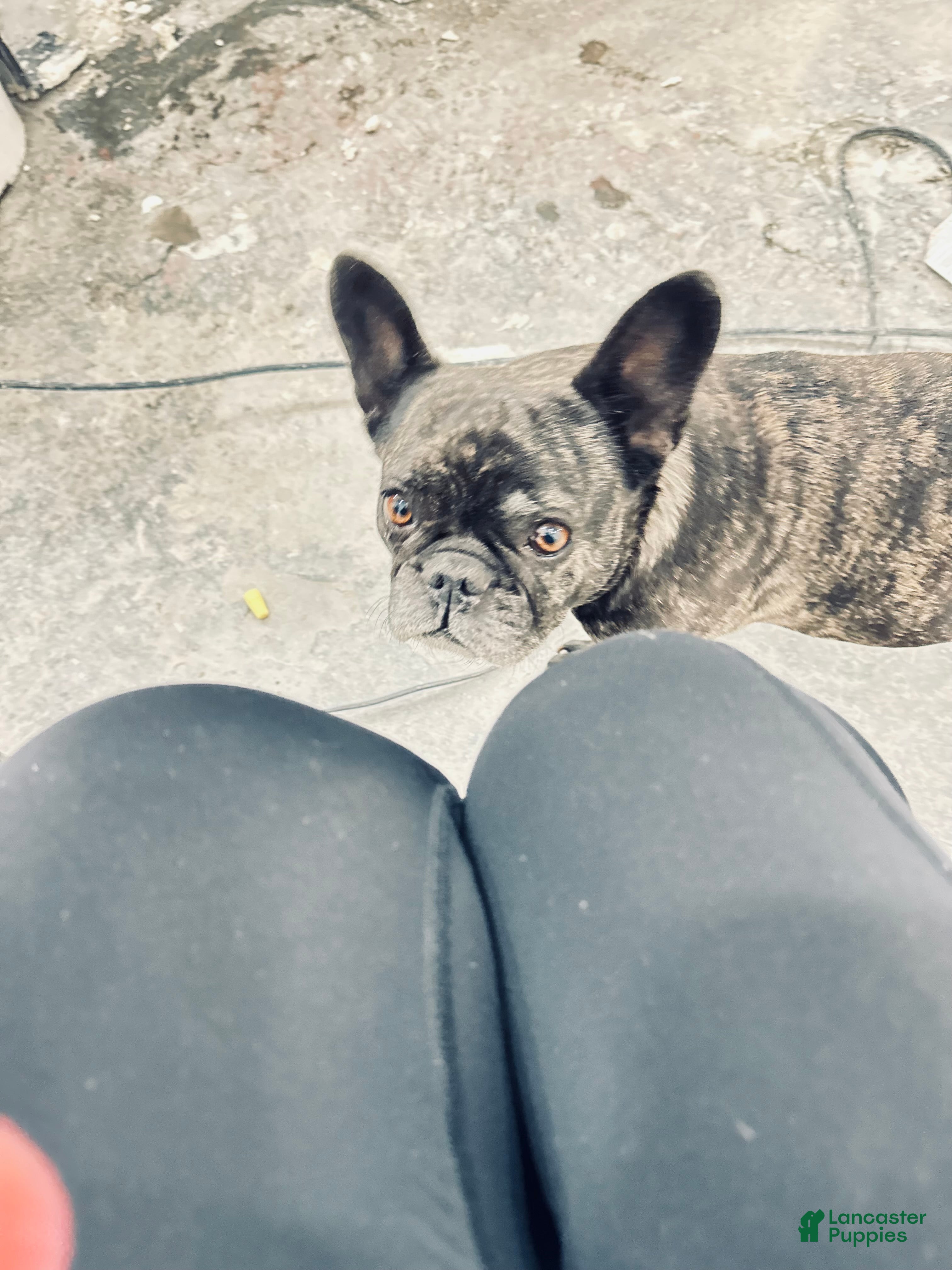 Mia