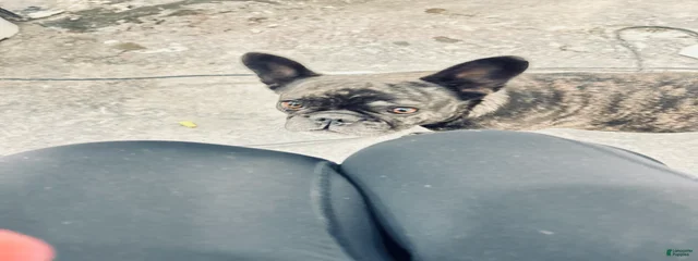 Mia