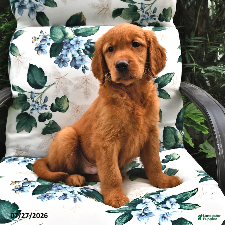 Golden Retriever dogs Twig - Ad 1