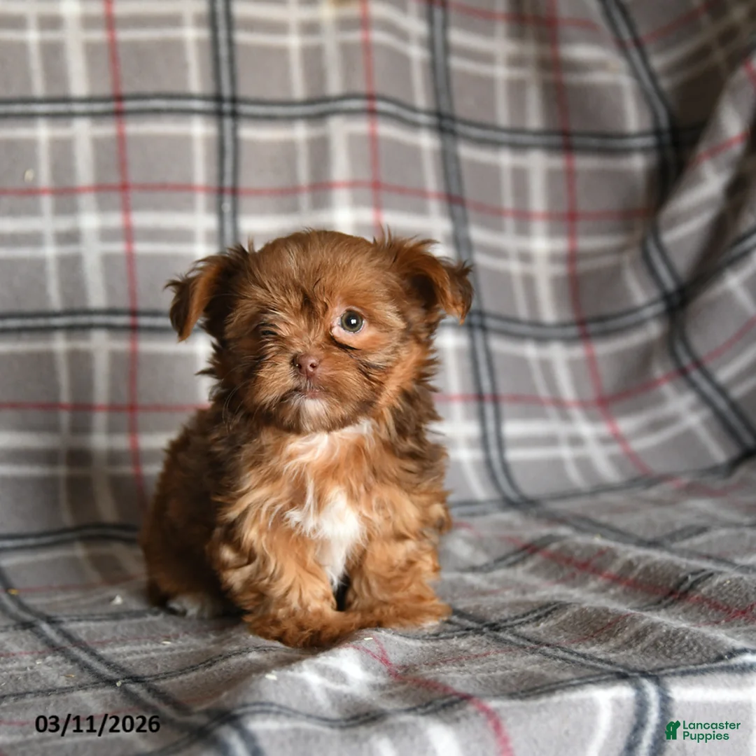Shorkie dogs for sale: Lacey - Ad 5