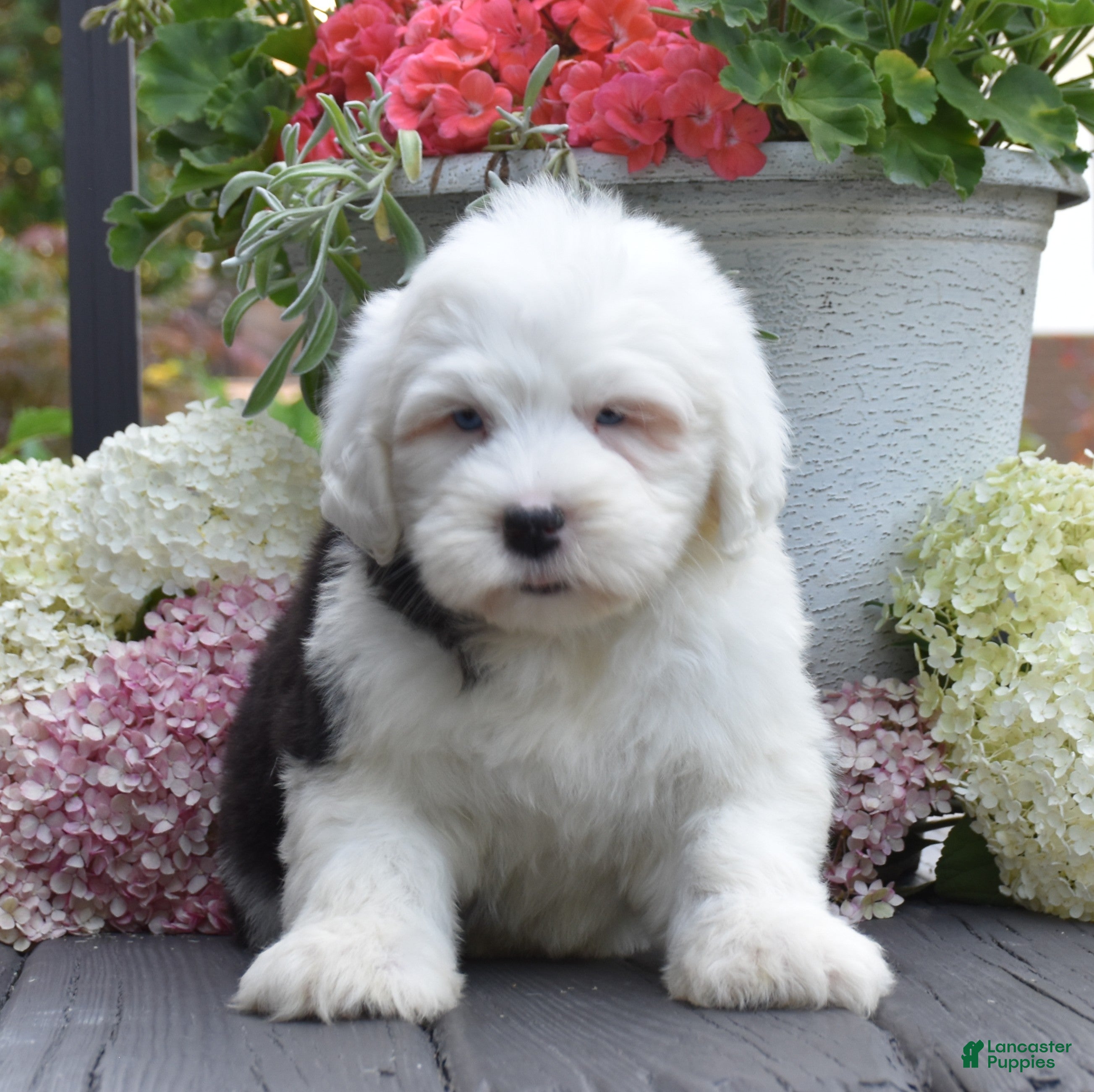 Old English Sheepdog dogs Kibbles - 2 Blue eyes - Ad 1