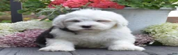 Old English Sheepdog dogs for sale: Kibbles - 2 Blue eyes - Ad 1