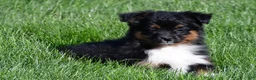 Miniature Australian Shepherd dogs for sale: Sandy - Ad 14