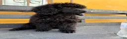 Standard Poodle dogs for sale: Luna - Ad 2