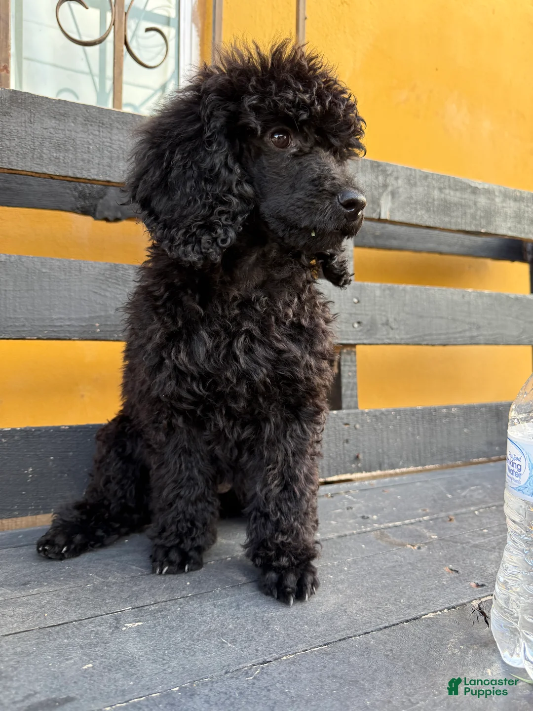 Standard Poodle dogs for sale: Luna - Ad 2