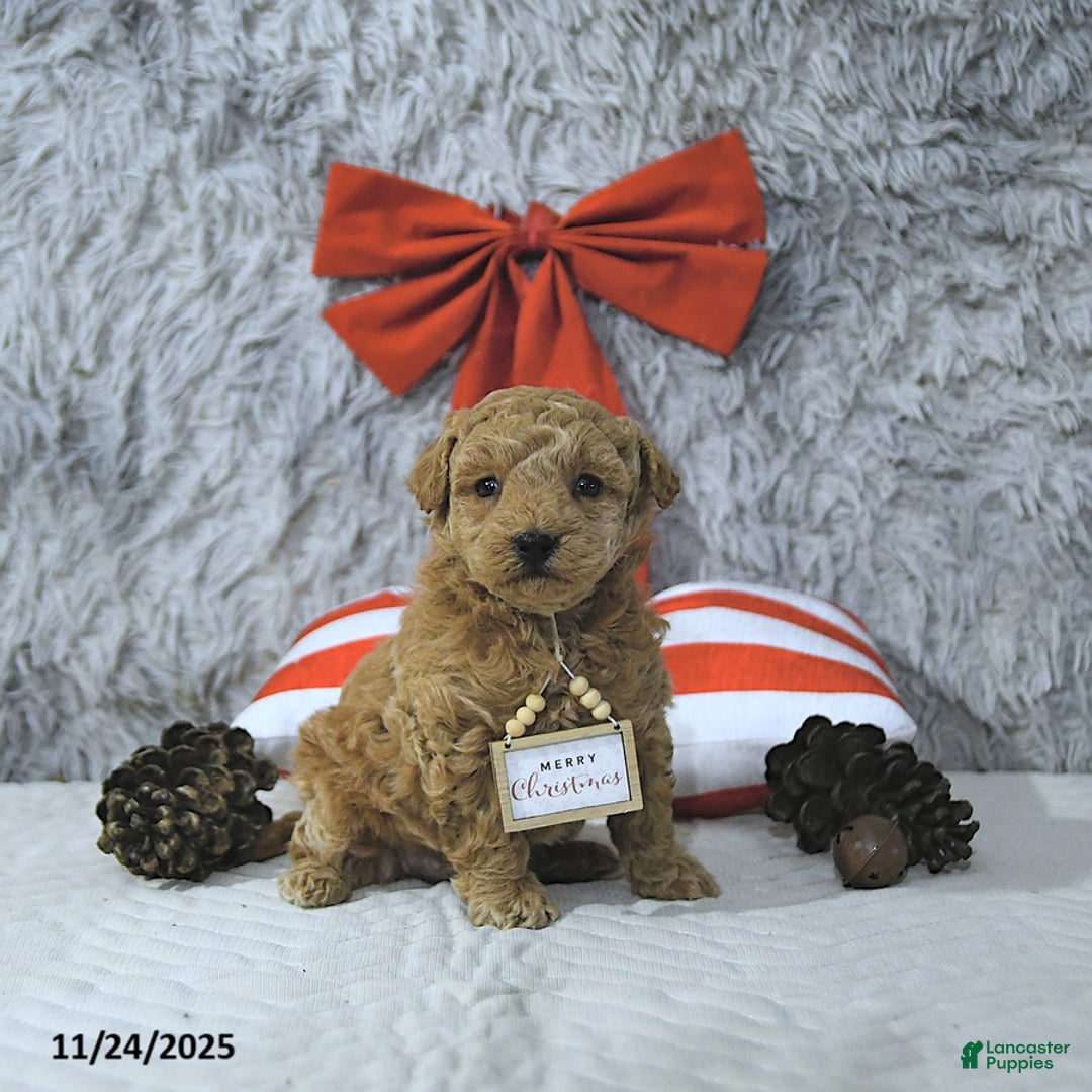 Bichpoo dogs for sale: Holly - Ad 1