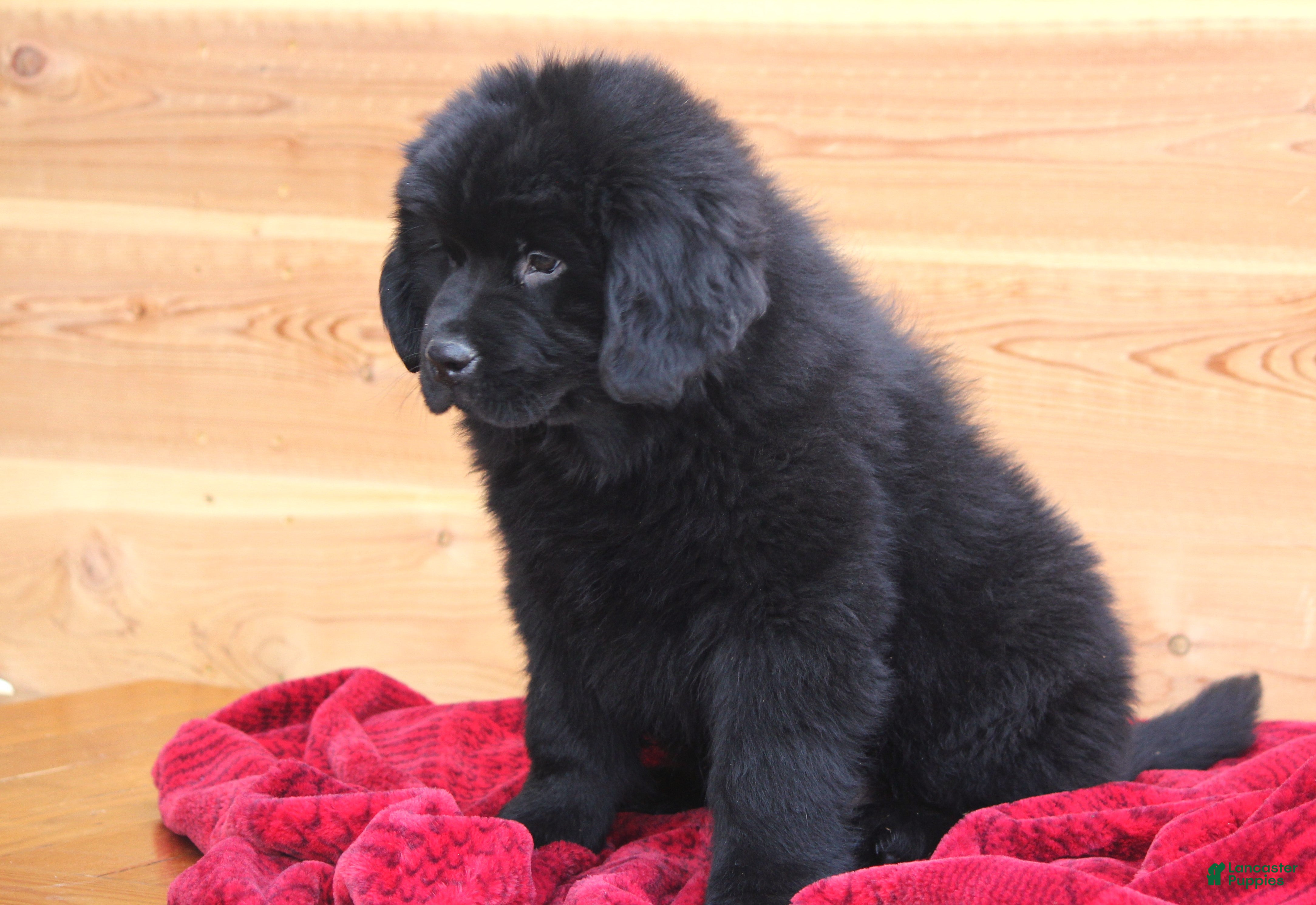 Newfoundland dogs Theo - Ad 15